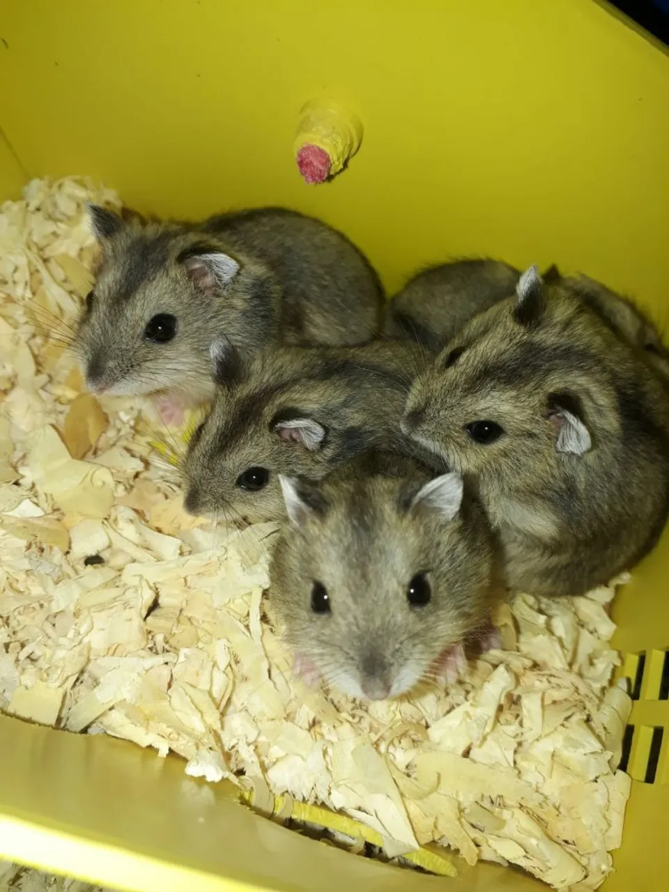 Hamsters Anões Russos - Filhotes