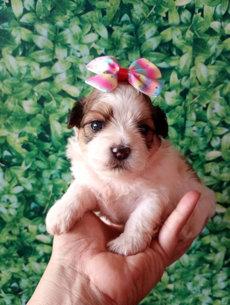 Shipoo fêmea 