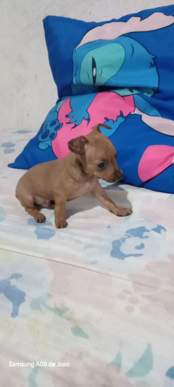 Último machinho micro