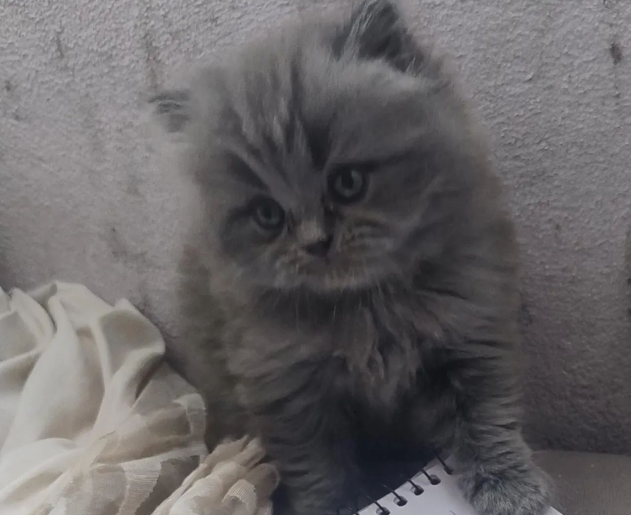 Gatinhos persa macho 