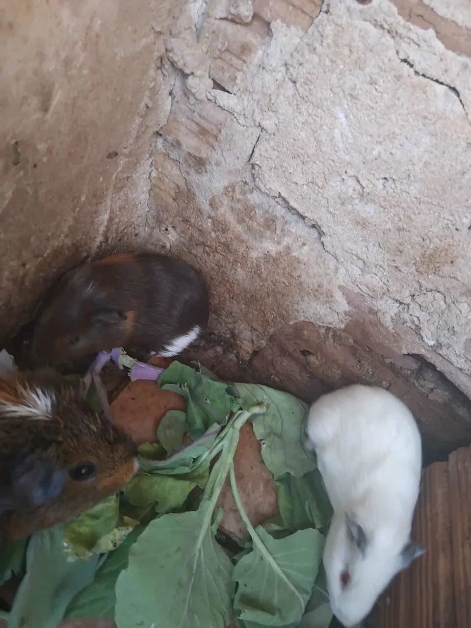 Lindos filhotes de porquinho da Índia - Foto 5