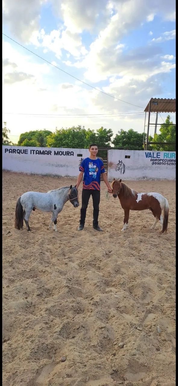 Pônei  - Foto 4