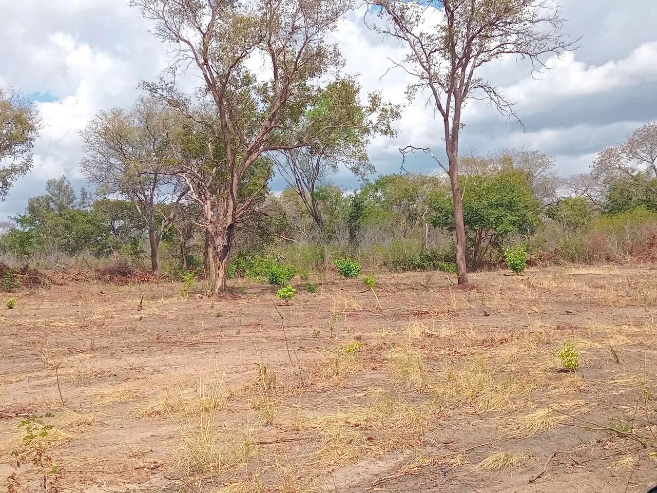 Fazenda  propriedade para soja gado e milho  - Foto 10