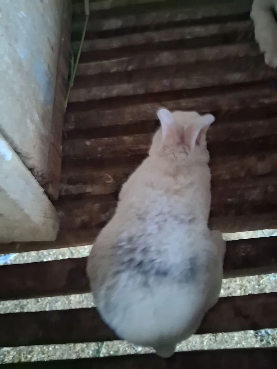 Mini Coelho rex - Foto 5