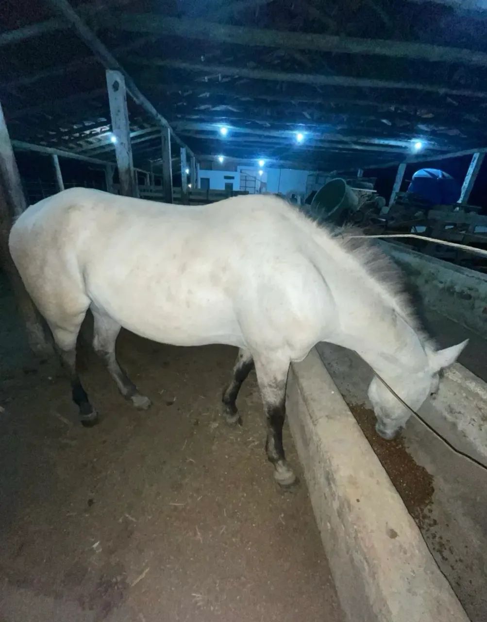 CAVALO CRIOULO - OPORTUNIDADE! - Foto 3