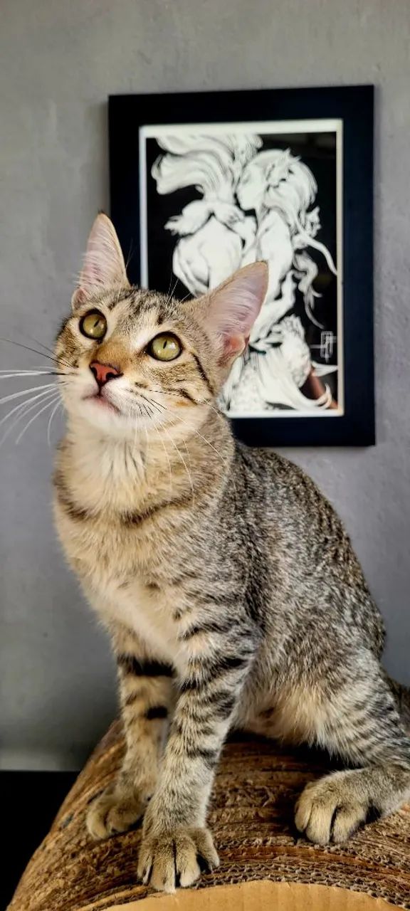 Gatinha castrada para adoção responsável.  - Foto 2