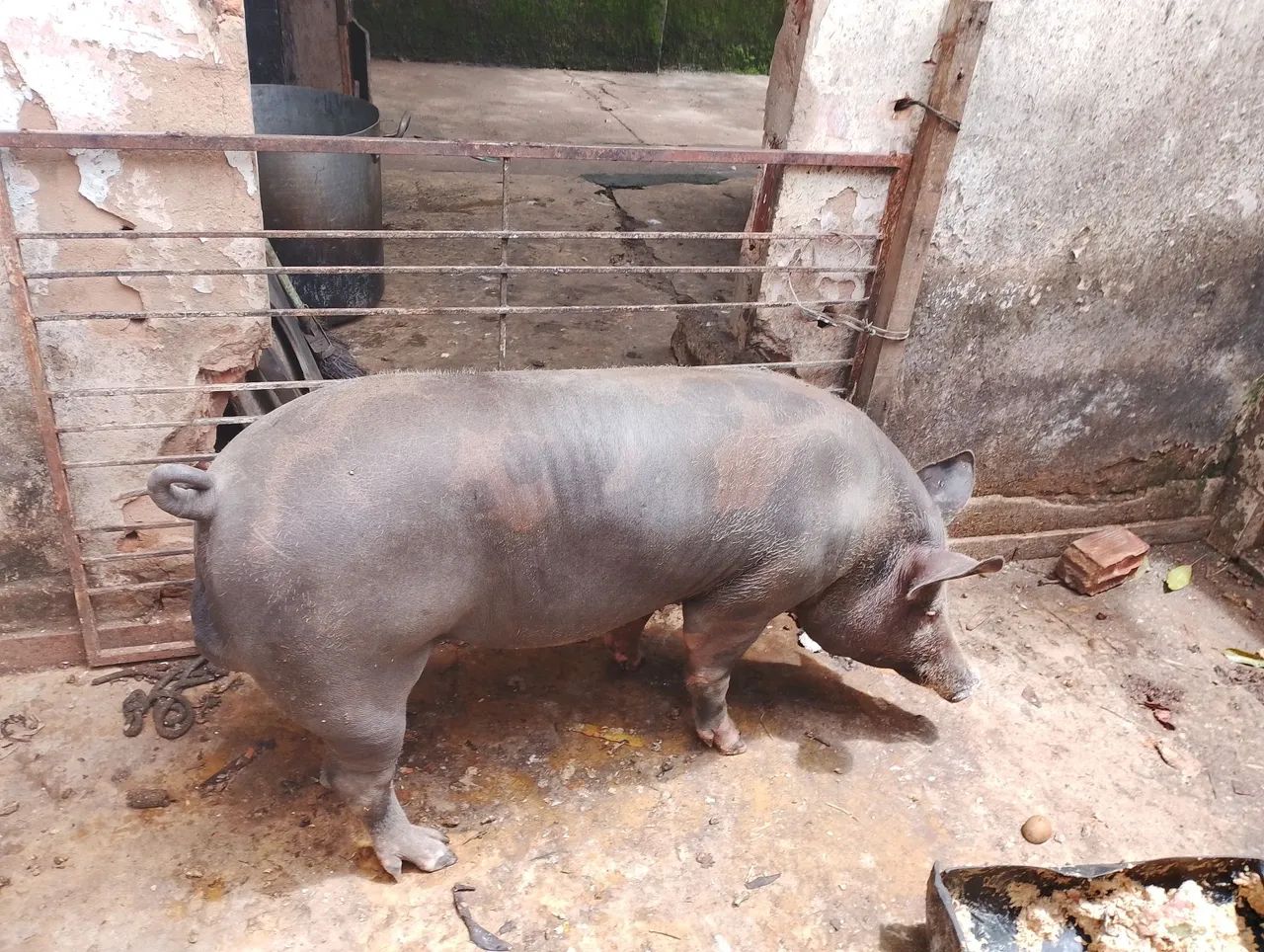 Porco para venda