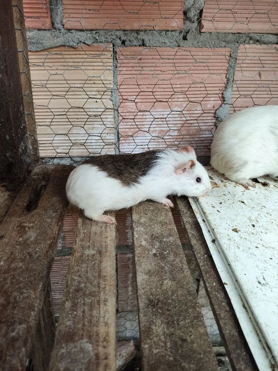 Porquinhos da índia  - Foto 4