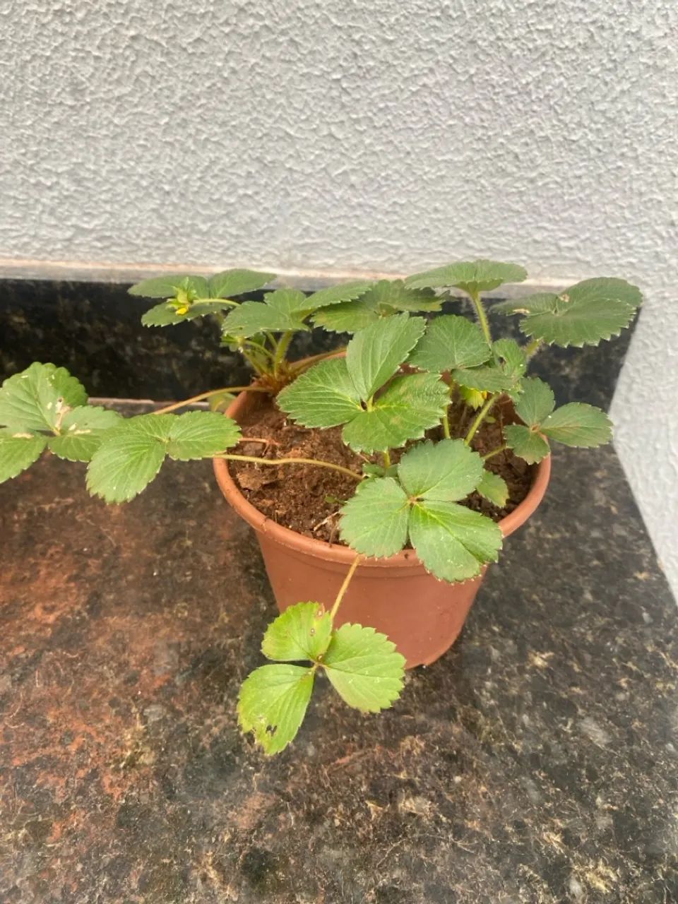 Mudas de Morango produzindo  - Foto 2