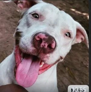 Pitbull Filhote para venta- Amor e Lealdade!