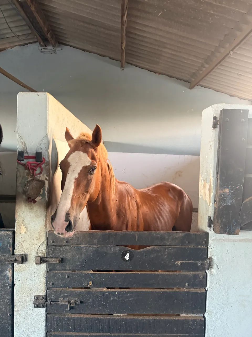 Cavalo mangalarga paulista  - Foto 5