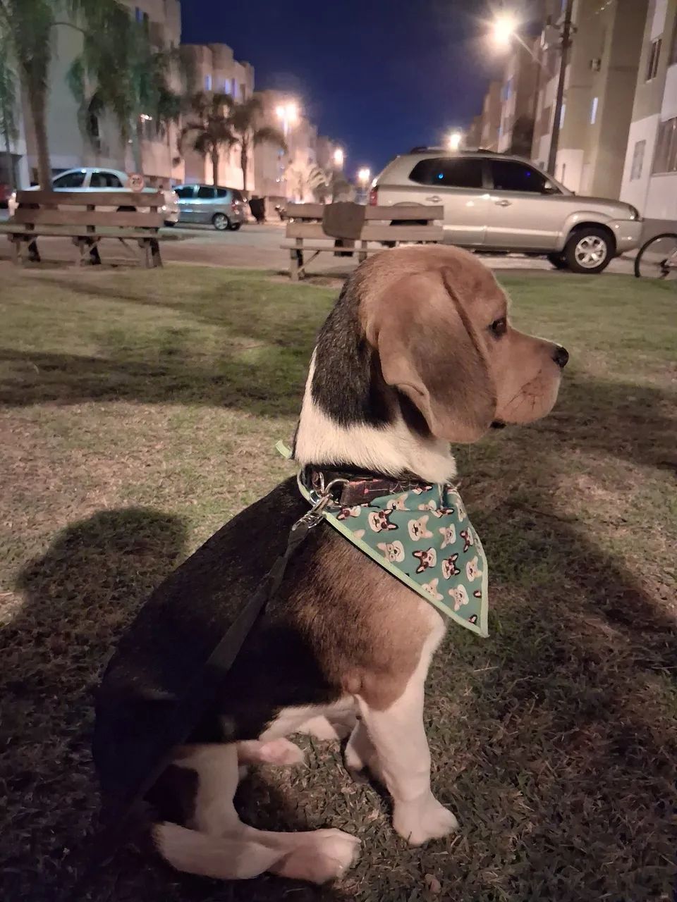 beagle filhote 5 meses - Foto 3