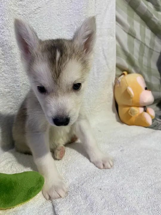 Filhote husky siberiano  - Foto 3