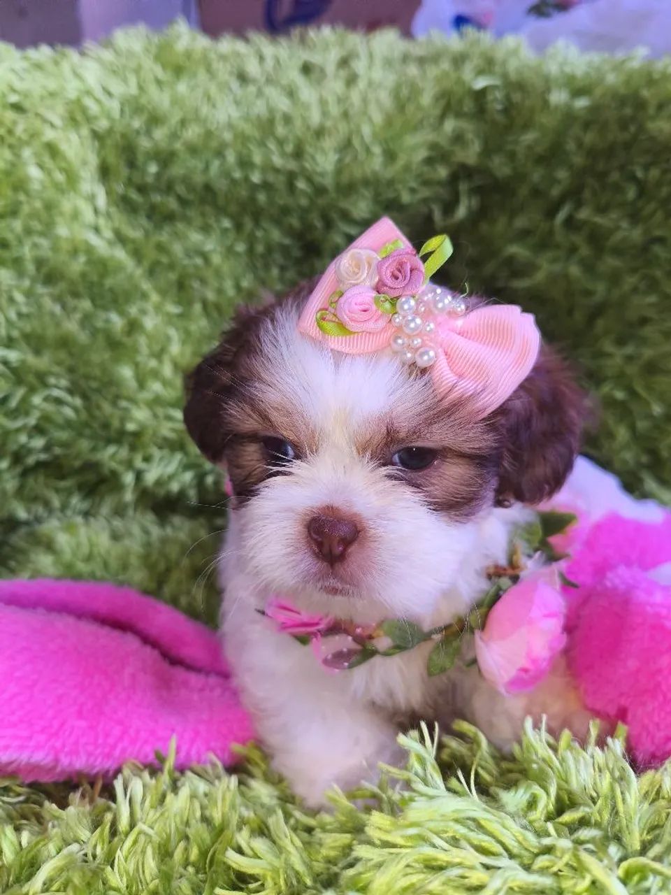 Lhasa apso  - Foto 4