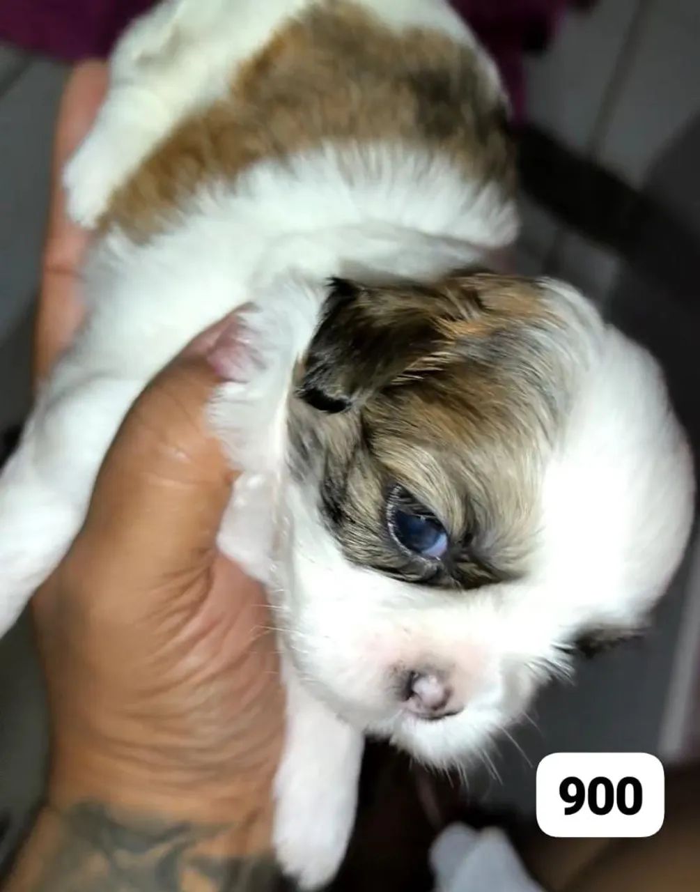 Shih tzu macho  - Foto 2