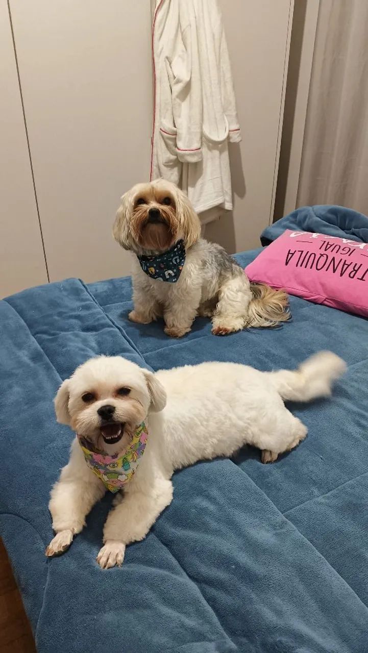 Filhotes da raça Morkie (Yorkshire com Maltês)  - Foto 5