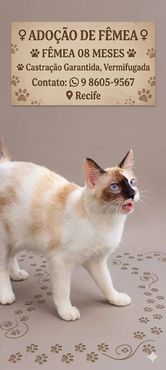 Adoação  Gatinha Siamês 
