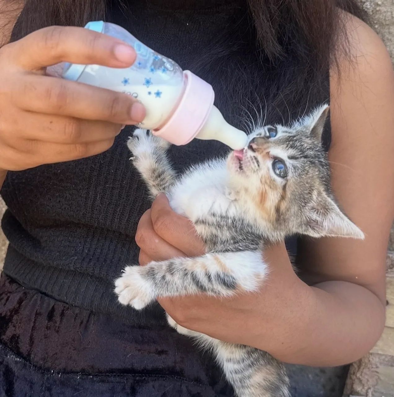 Vaga para cuidadora amorosa de gatos