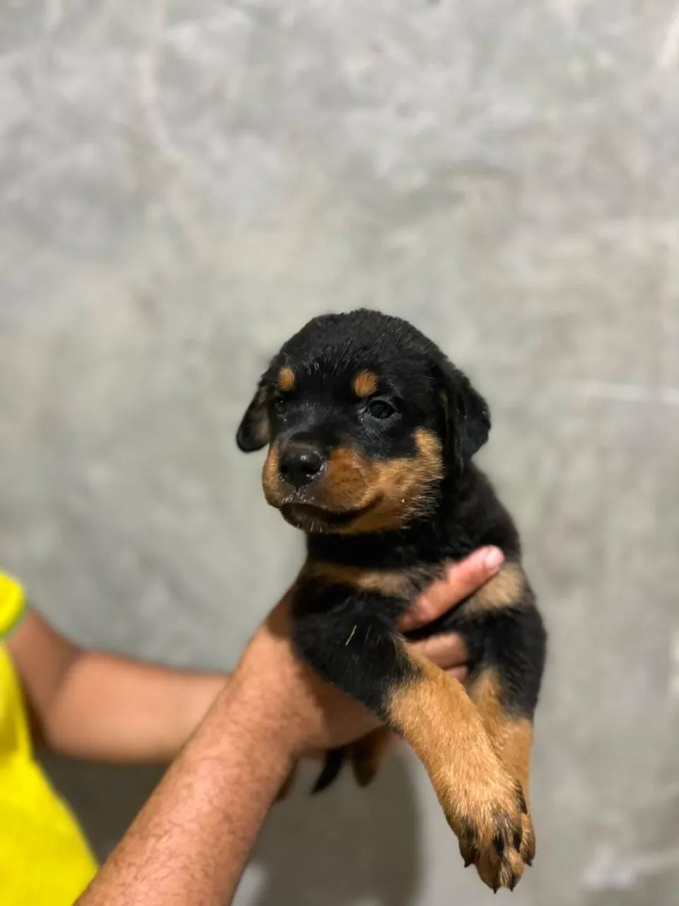 Rottweiler - Foto 5