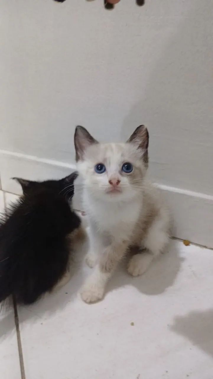 Gatos pra doacao  - Foto 4