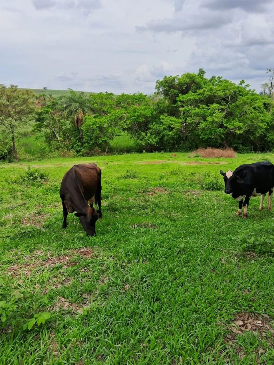 Chácara em Serra Azul SPl - Foto 5