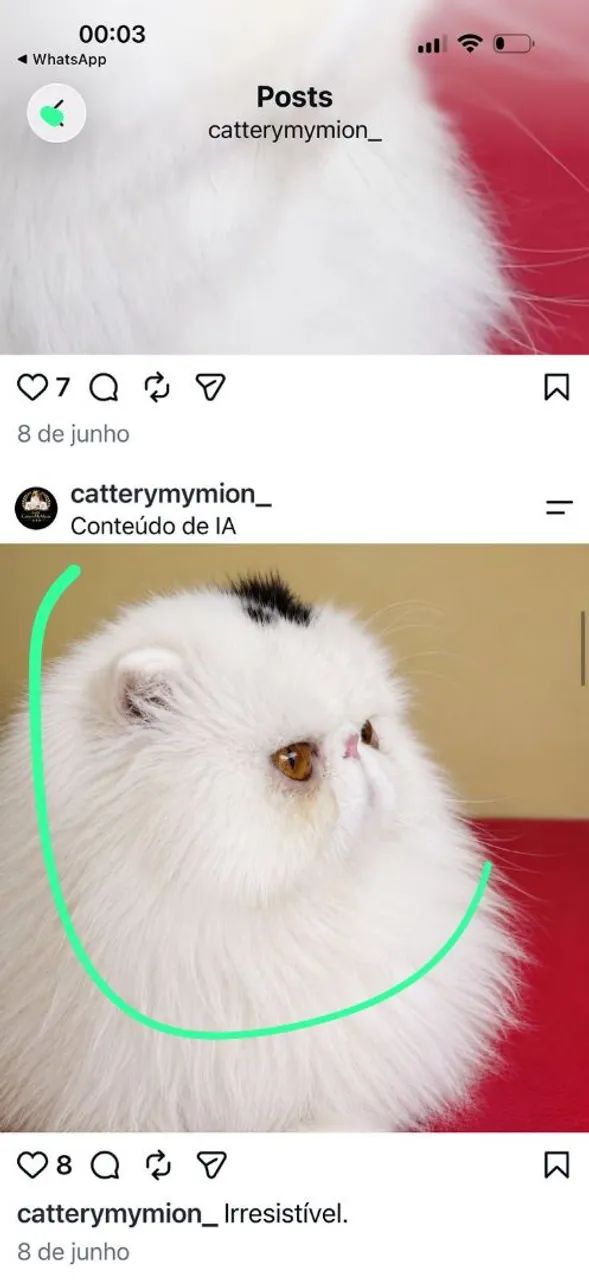 Filhotes gatos persa - Foto 4