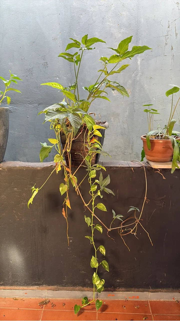 Vendo plantas - Foto 4