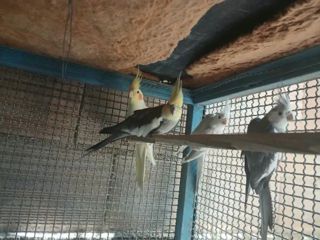 vendo - Foto 4