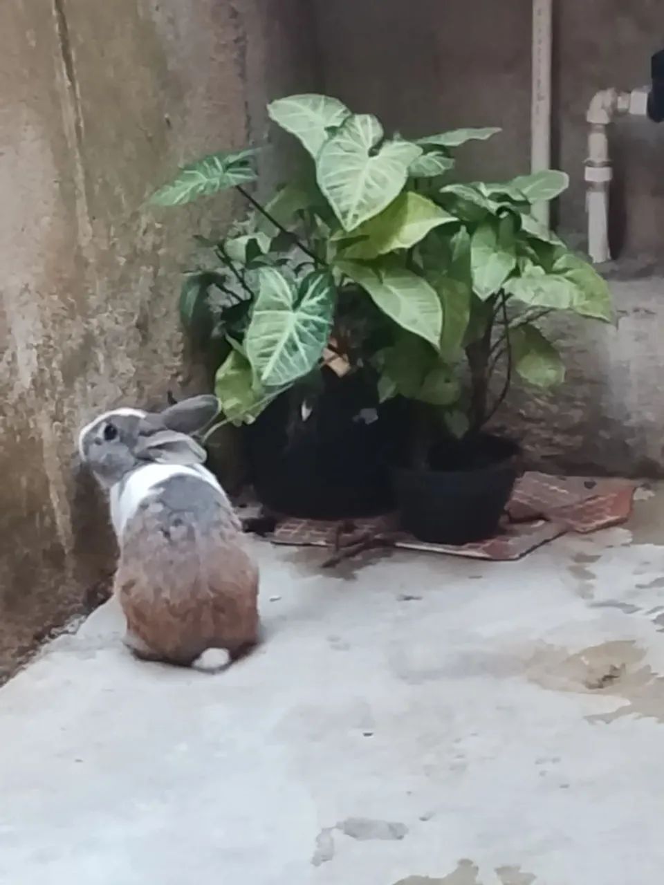 coelho  - Foto 3