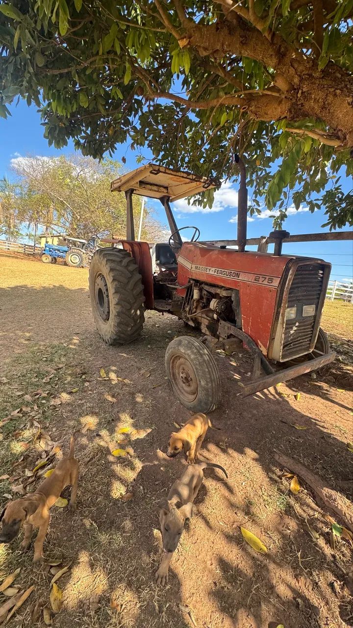 Trator 275 massey e ford 6610 - Foto 4