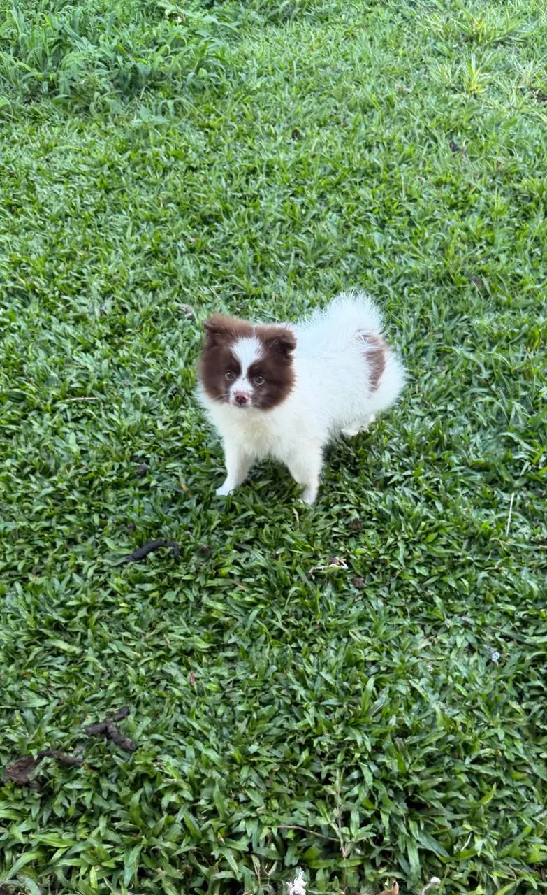 Spitz alemão menino 