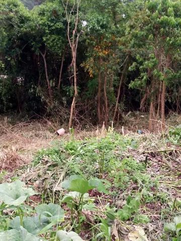 Terreno na Fazendinha - Teresópolis - Foto 3