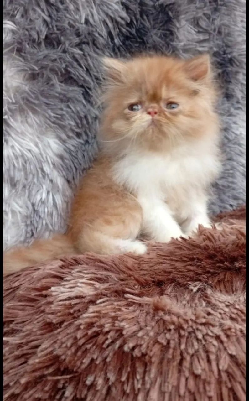 Gato Persa  - Foto 3