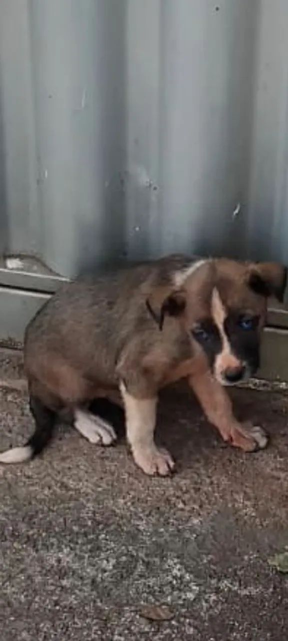 Doação cachorro - Foto 2