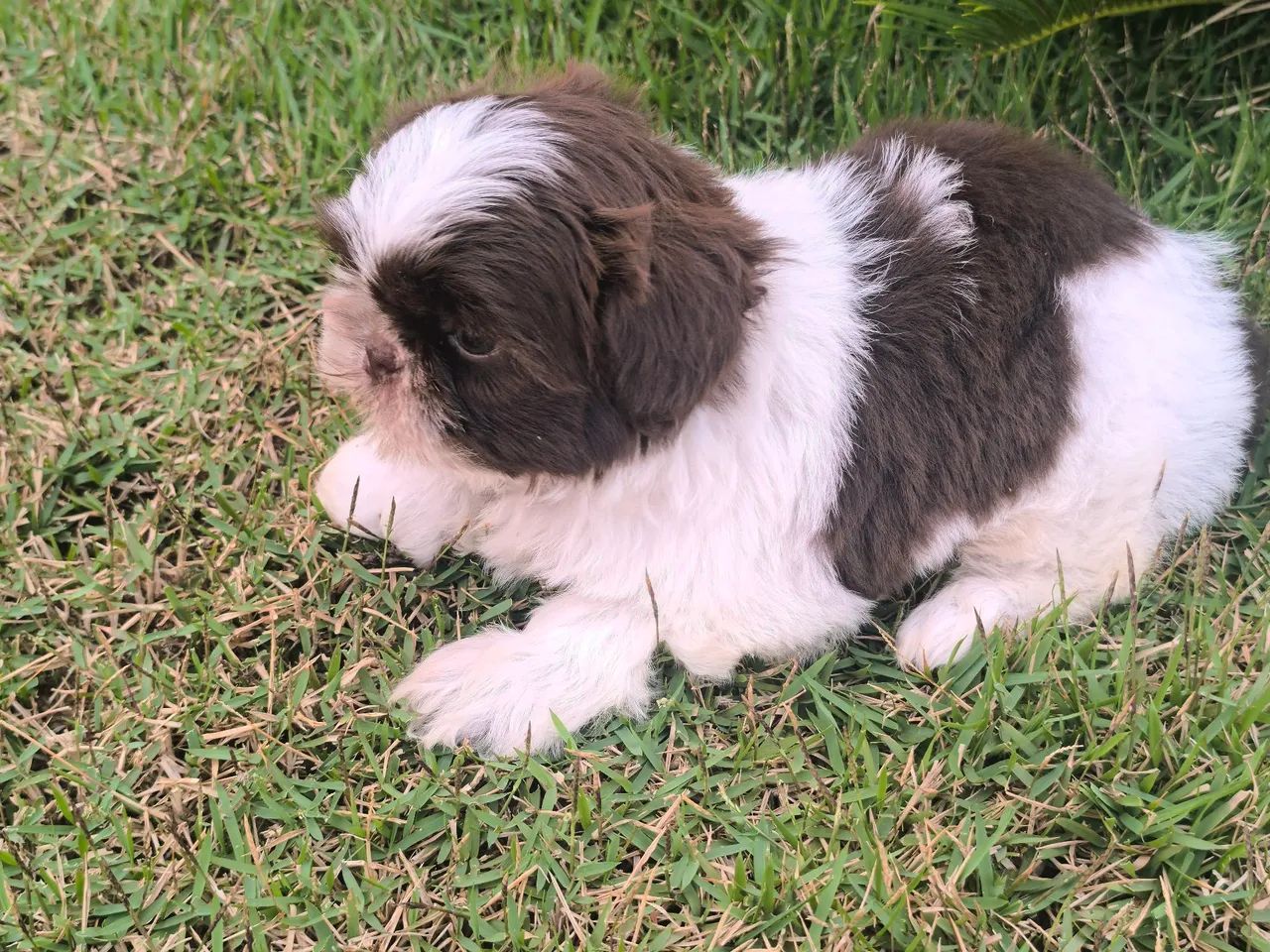 Shih Tzu macho  - Foto 5
