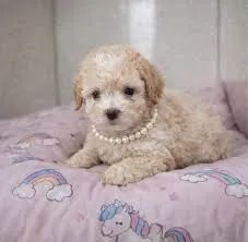 poodle encaracolado.