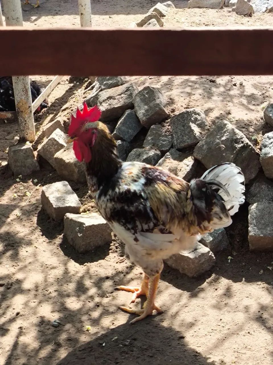 Frango gsb 