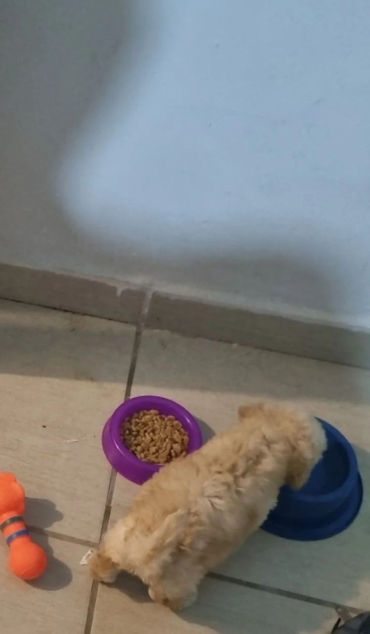 Poodle toy - Foto 2