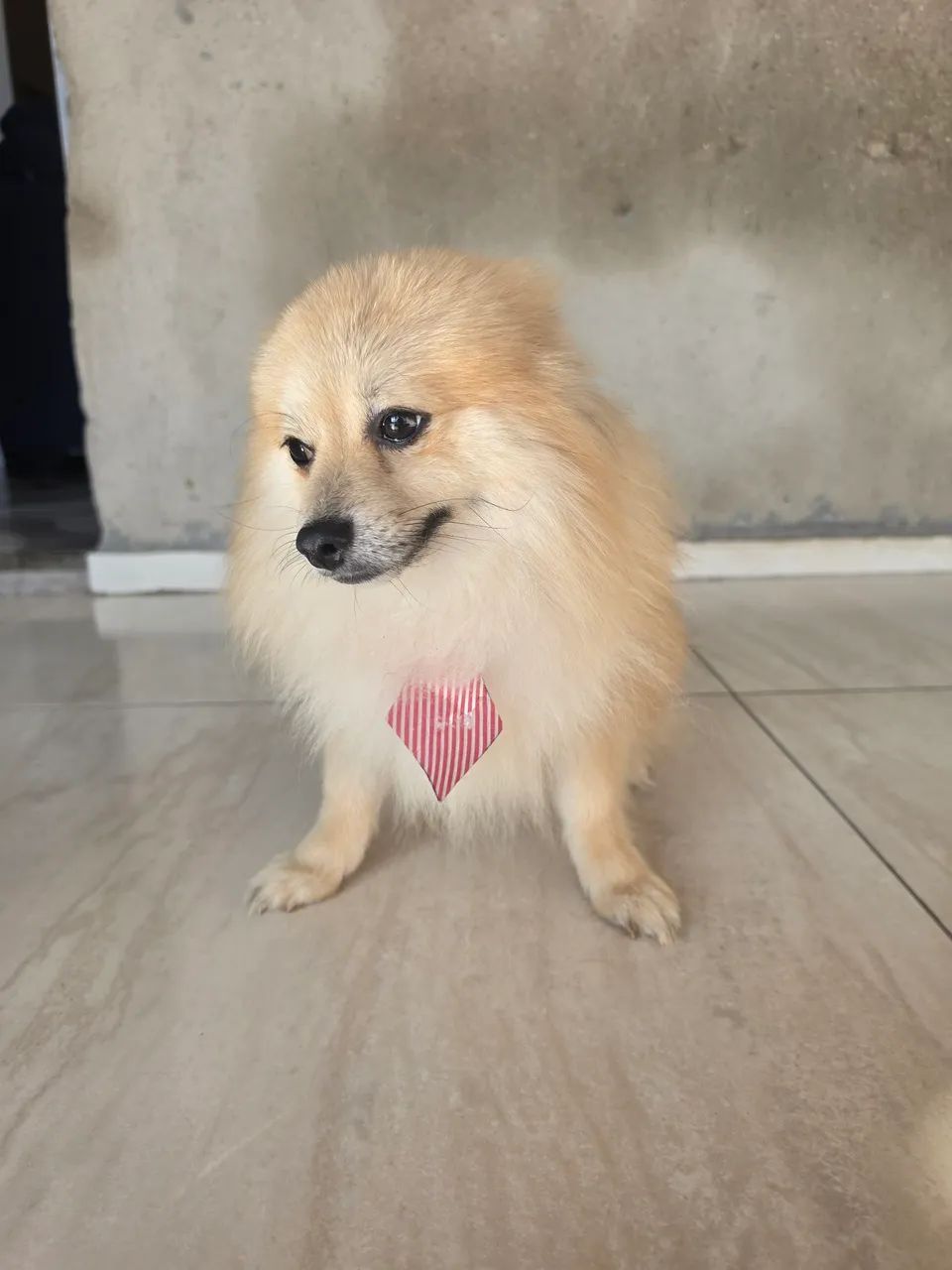 Cachorro