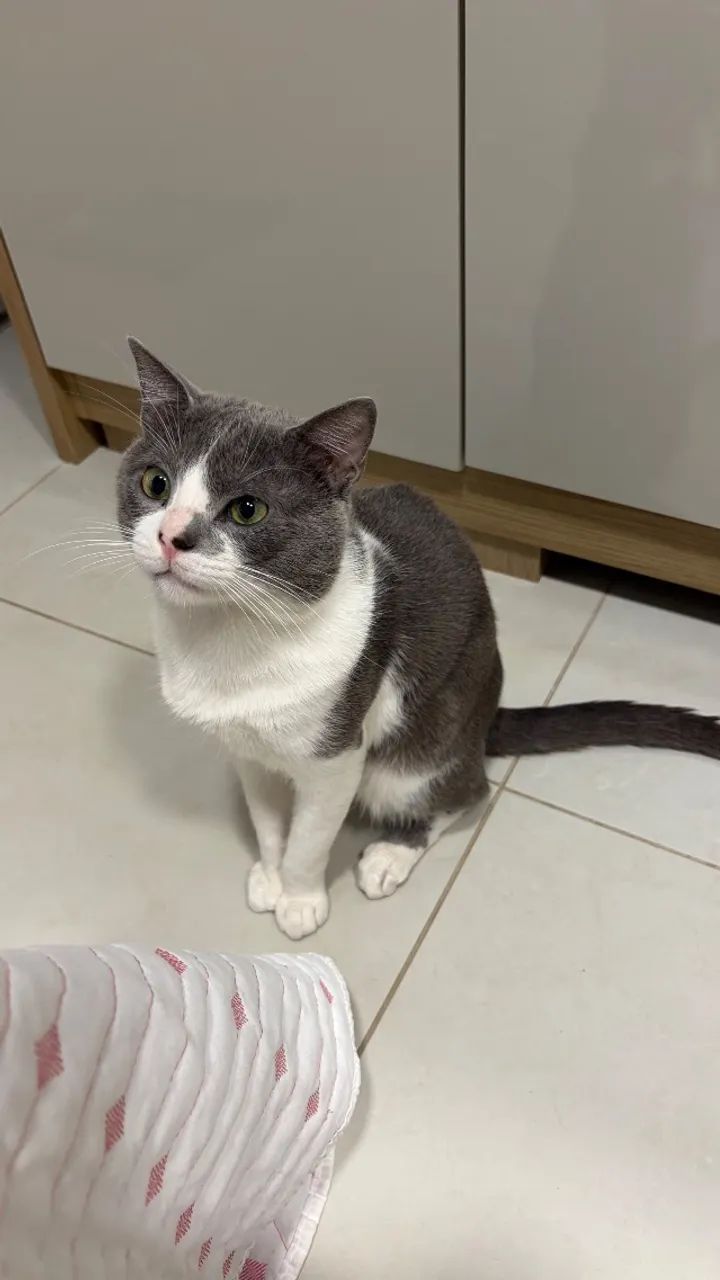 Gato macho