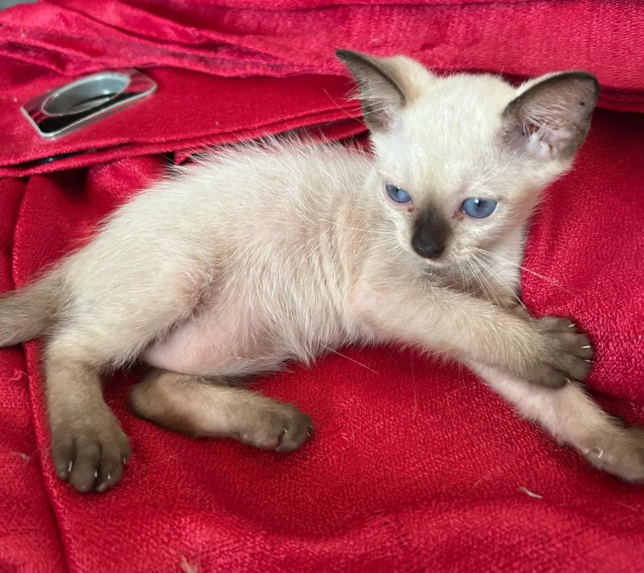 Adoção de Gatinhas - Foto 3