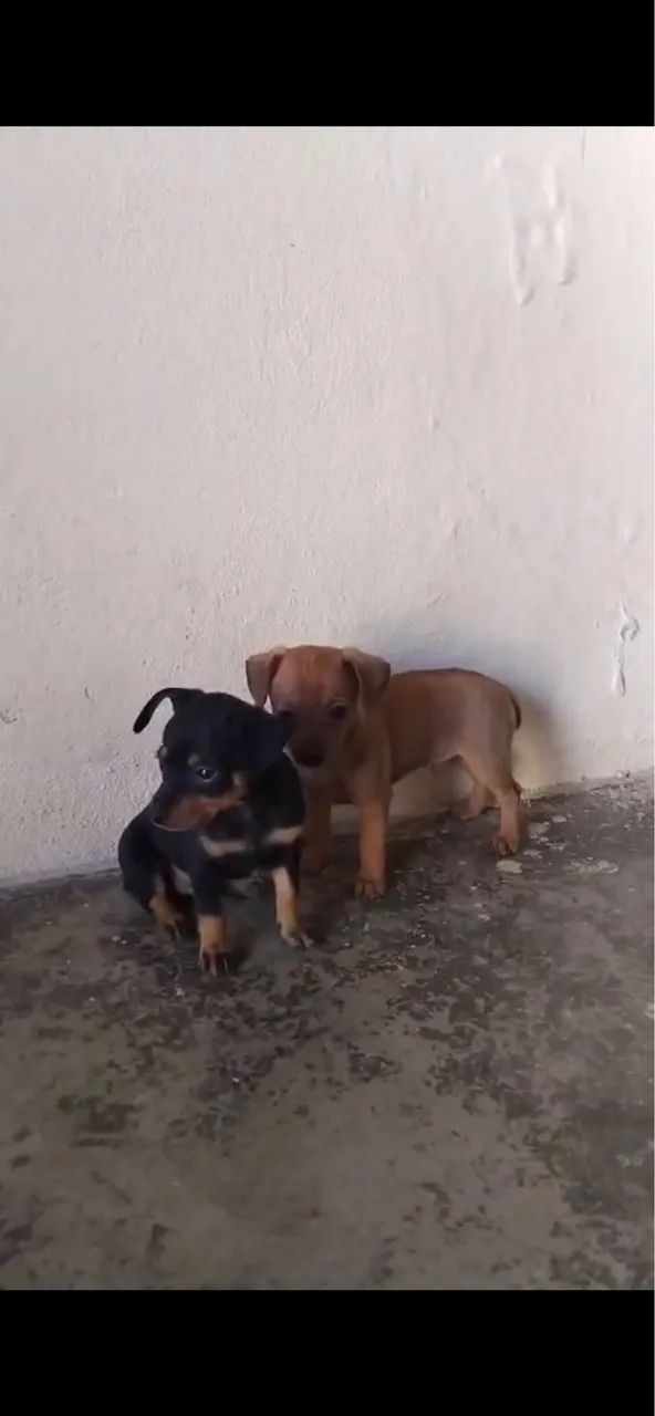 Pinscher número 01  - Foto 3