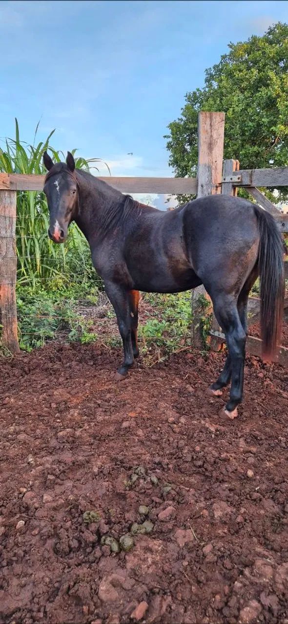 Cavalo Quarto de Milha - Foto 3