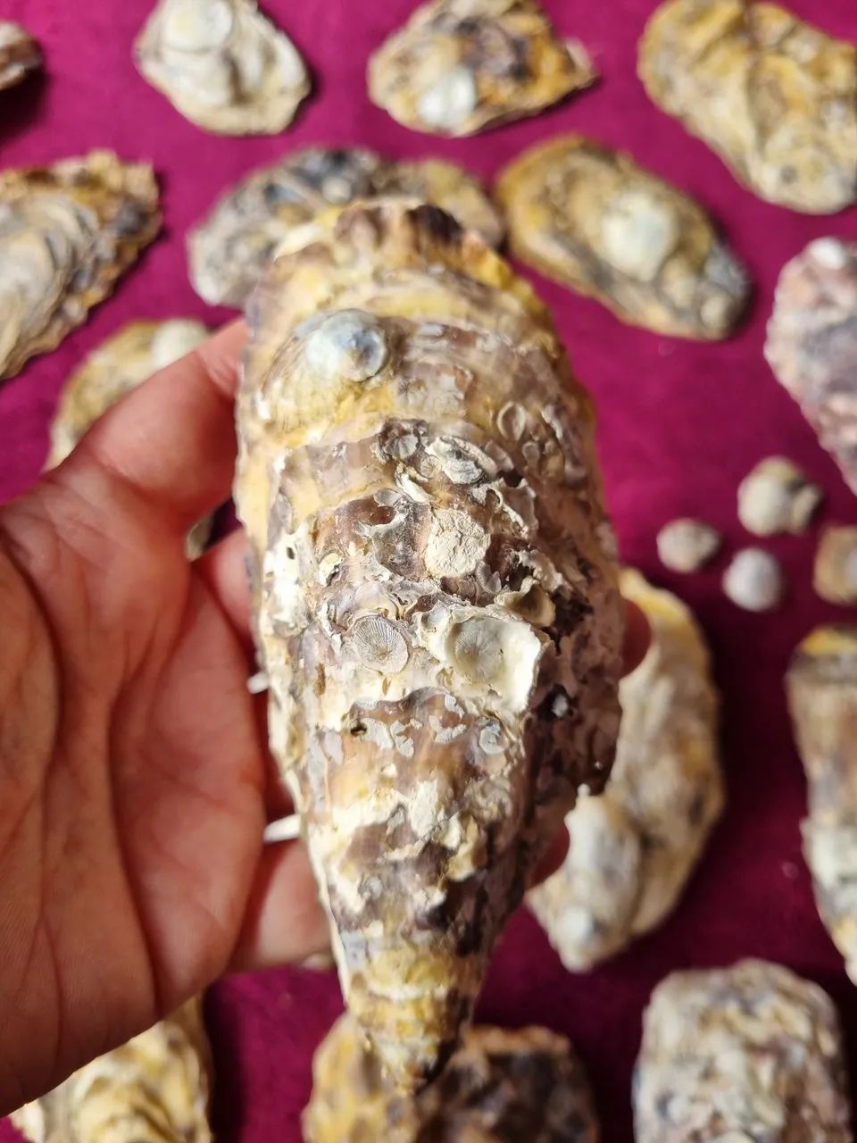 Conchas de ostra - Foto 3