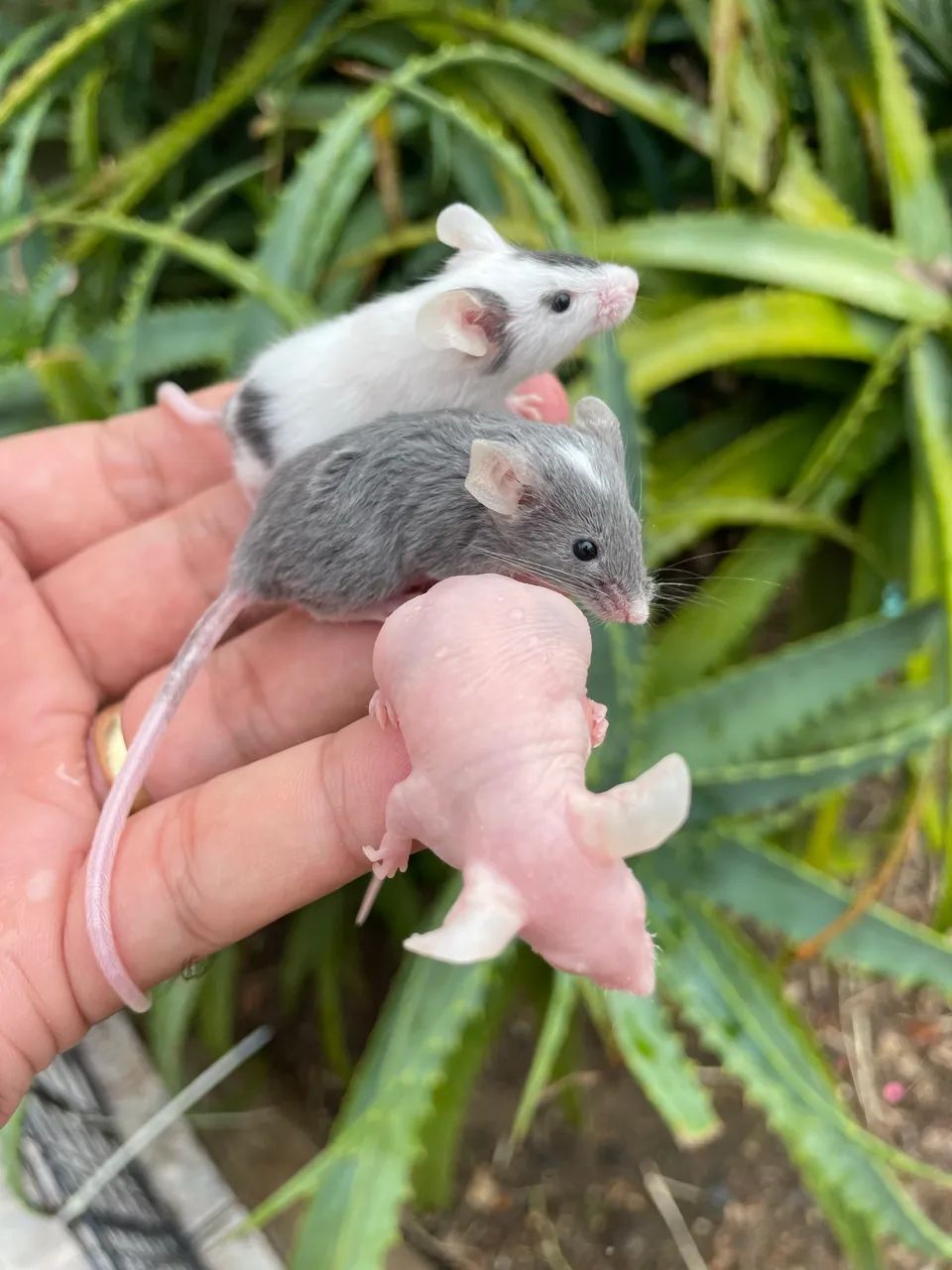 Rats / Mice65675276819074123