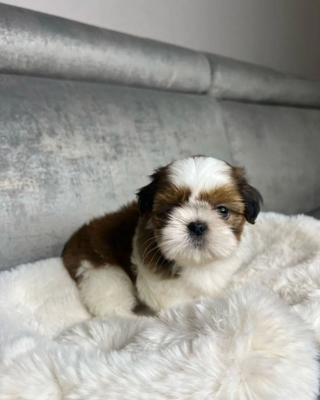 Filhotes de Shih Tzu com excelente linhagem
