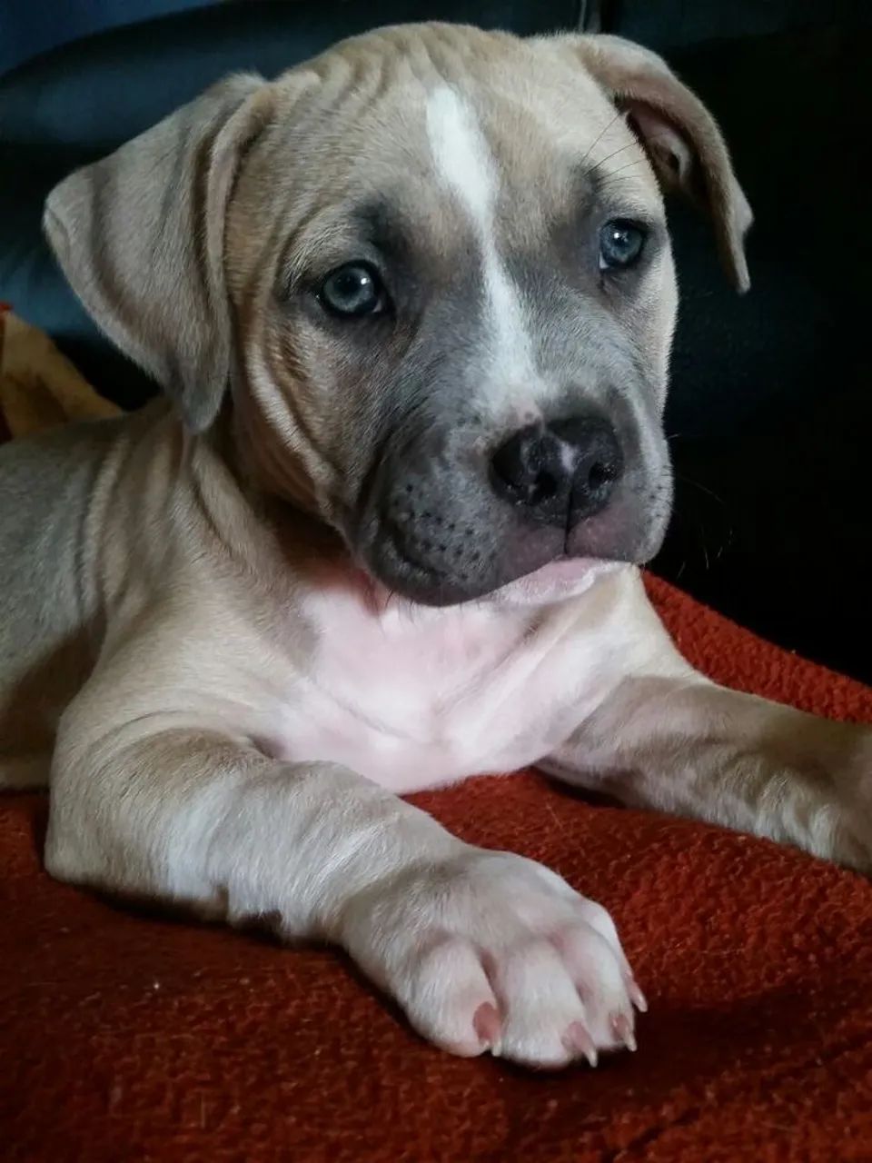 Pitbull - Companheiros Ideais!