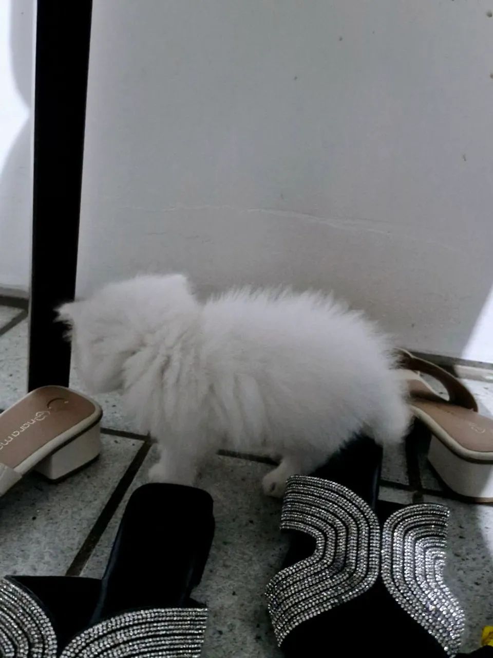 Vendo gato Persa legítimo - Foto 4