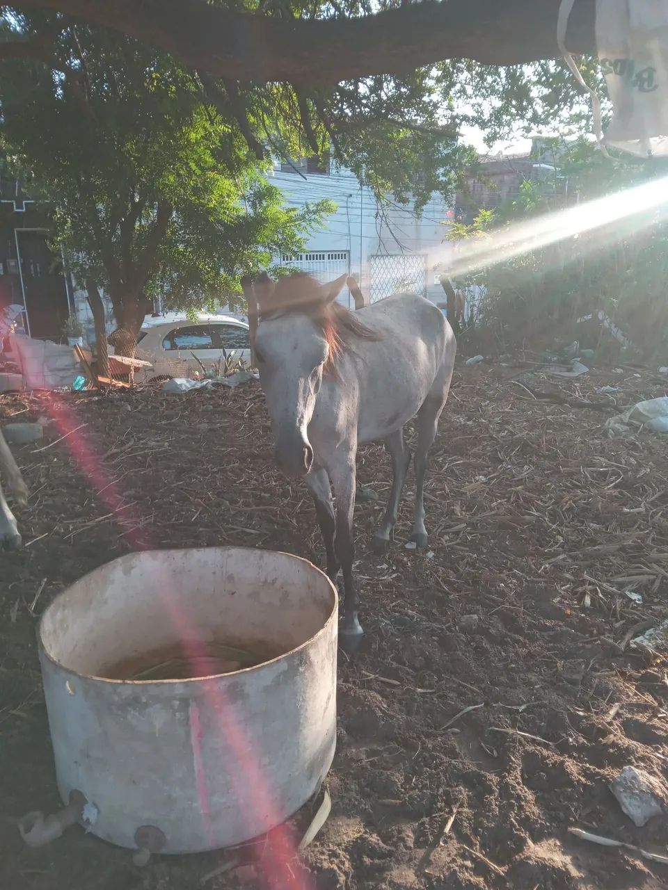 Animal  - Foto 4