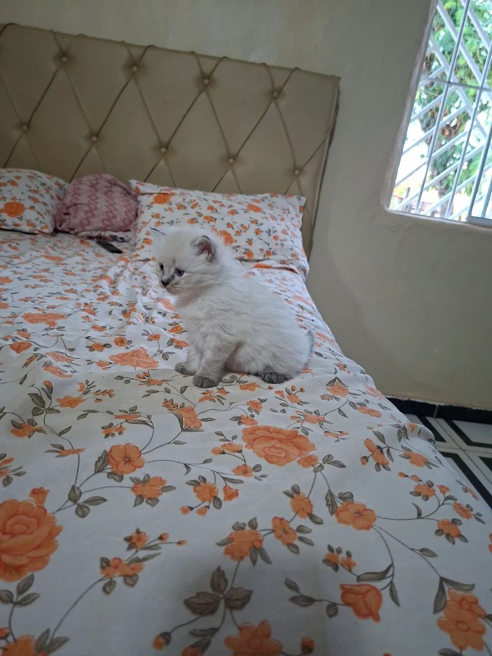 Gato Ragdoll  - Foto 5